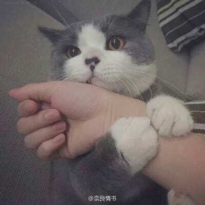百度灵域仙魔手游下载