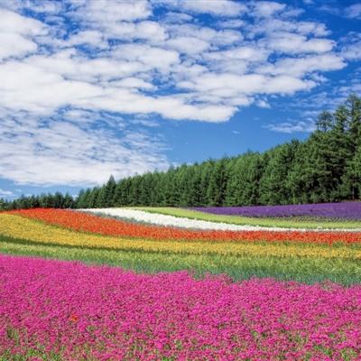 九游西游一万年手游下载